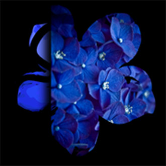 Festival Internacional de Cortometrajes Flor Azul logo