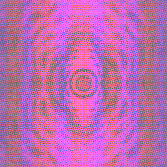 Ay! Guana Shorts! logo