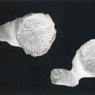 Anthropologies Numériques / Digital Anthropologies logo